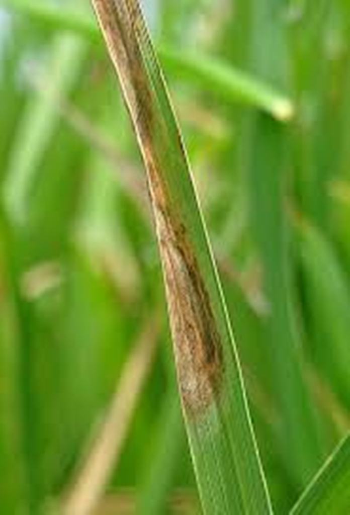 Leaf-scald in rice