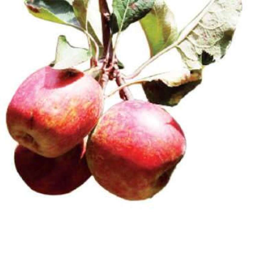 Kanthalloor apple
