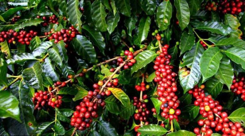 Coffee-plant