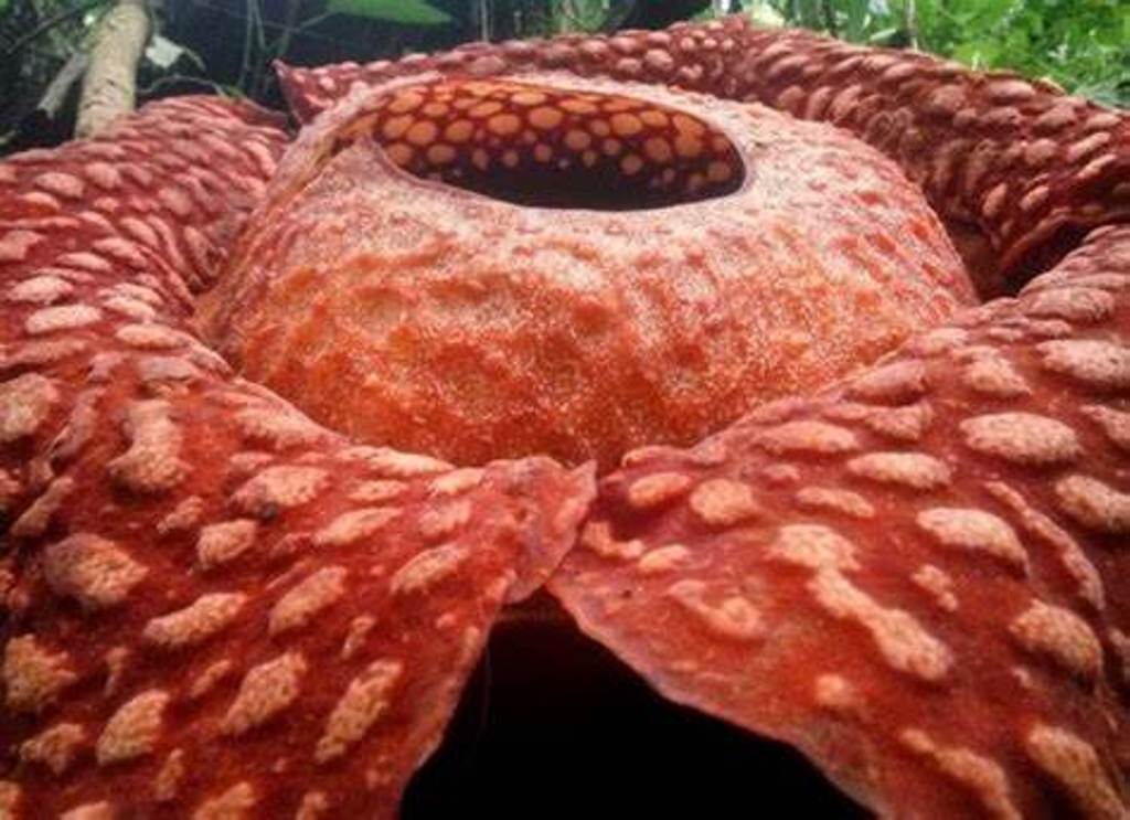 Rafflesia-corpse