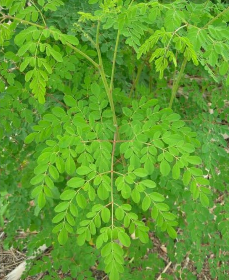 drumstick leaf