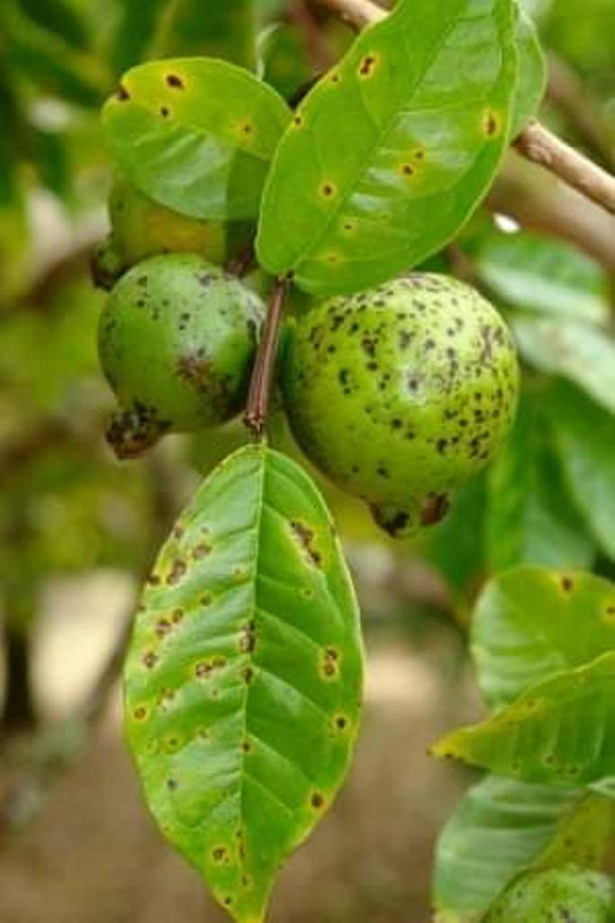 guava-fungal diseses