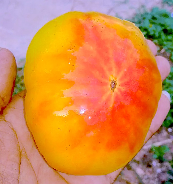 Hilly Billy tomato