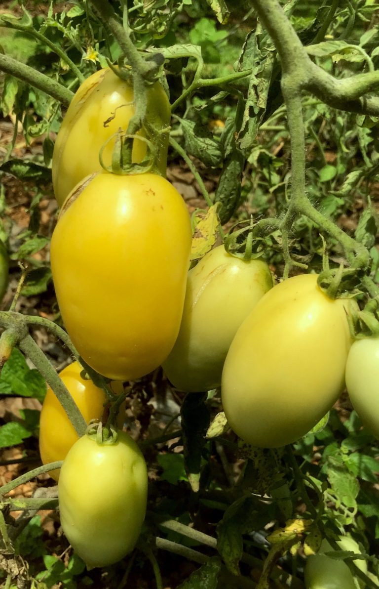 Yellow plum tomato