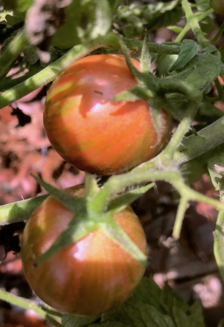 Bumble Bee Tomato