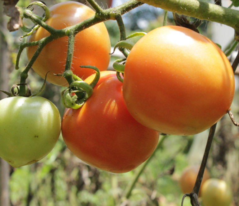 Desi Magadi Tomato