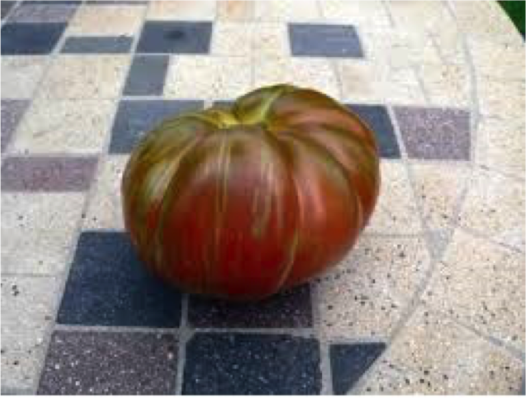 Large Barred Boar Tomato