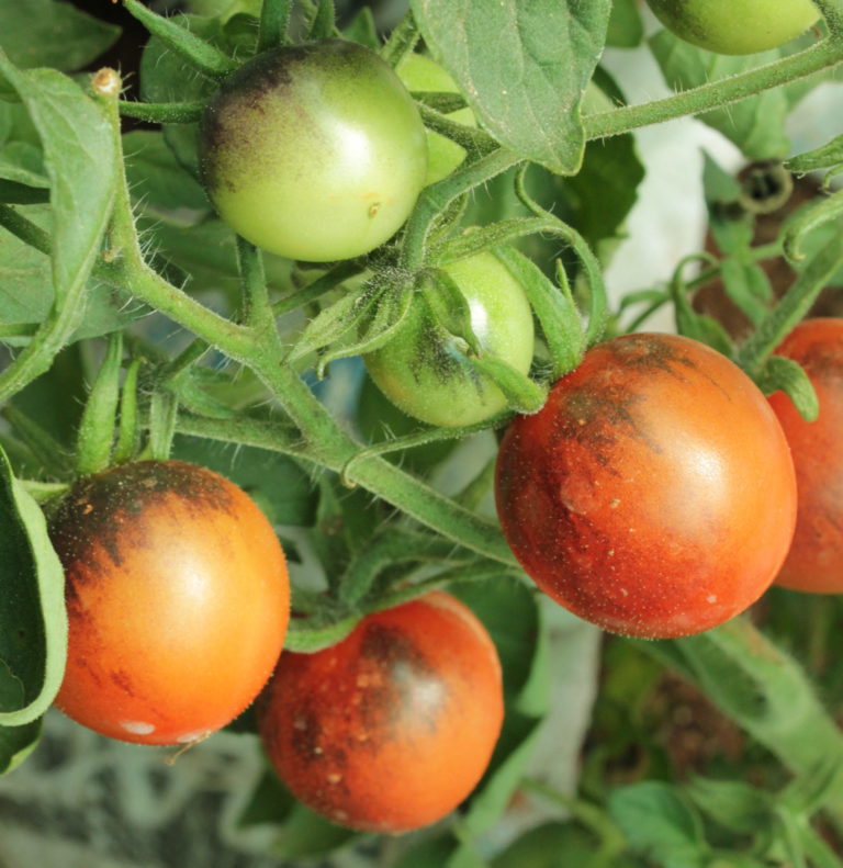 Indigo Tomato