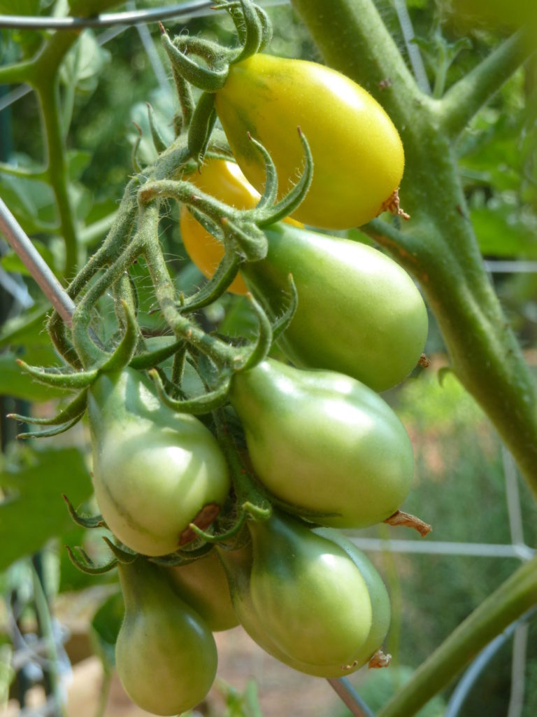 Green Pear Tomato