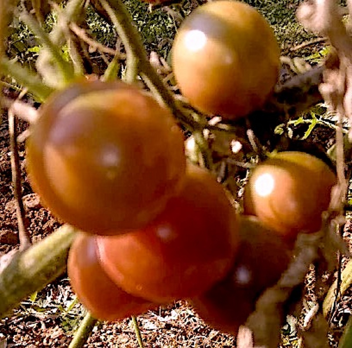 Chocolate Cherry Beauty Tomato