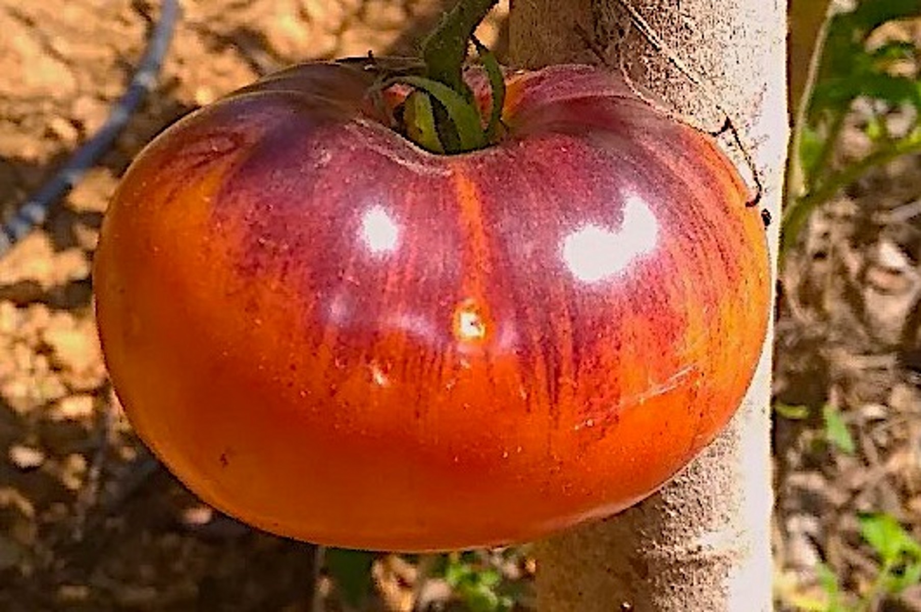 Indigo Purple tomato