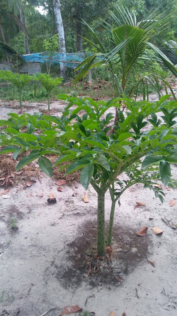 kitchen garden