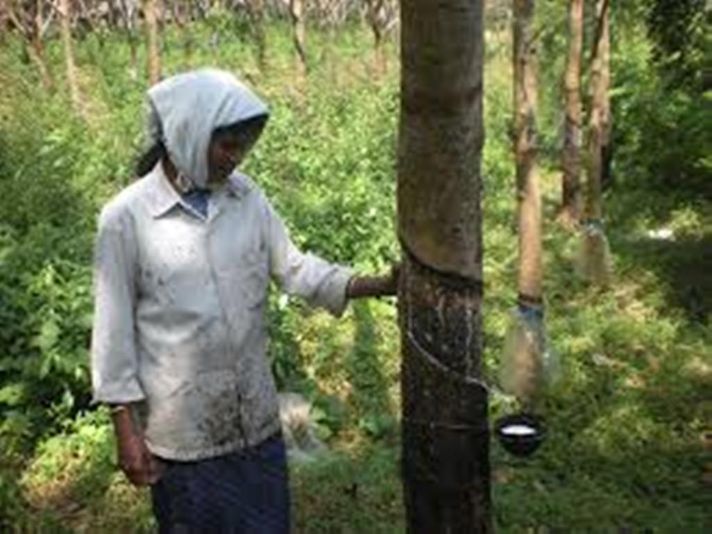 rubber tapping