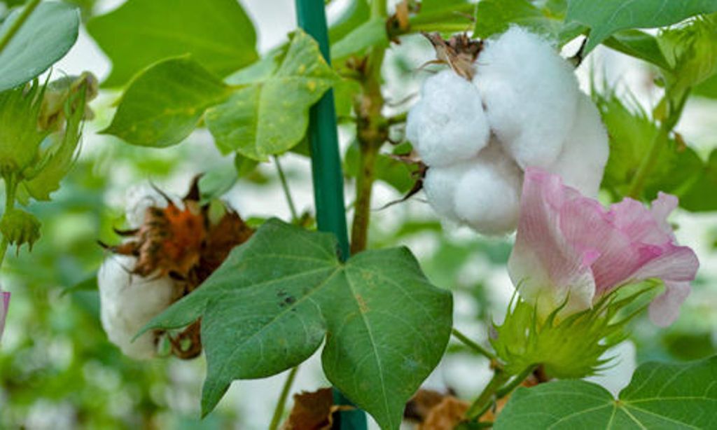 cotton cultivation
