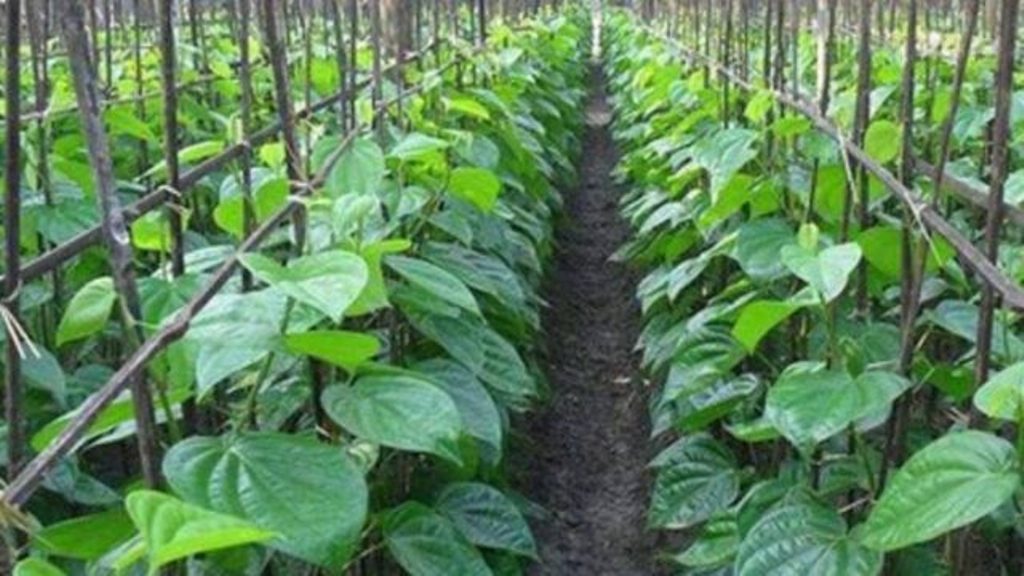 betel leaves farming