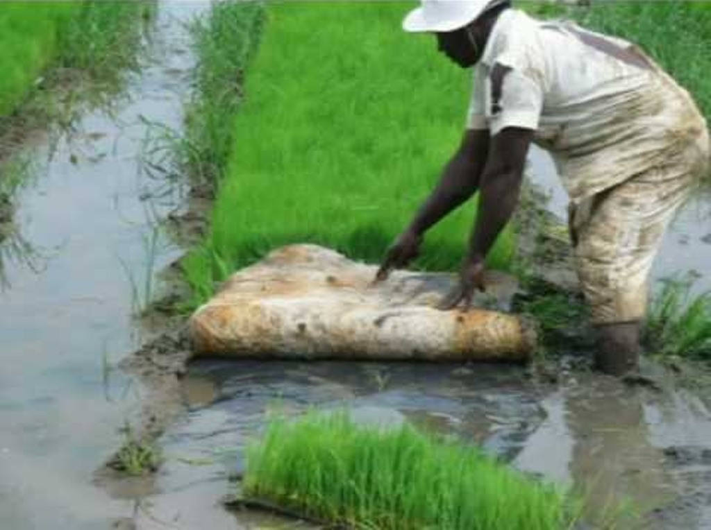 Paddy cultivation