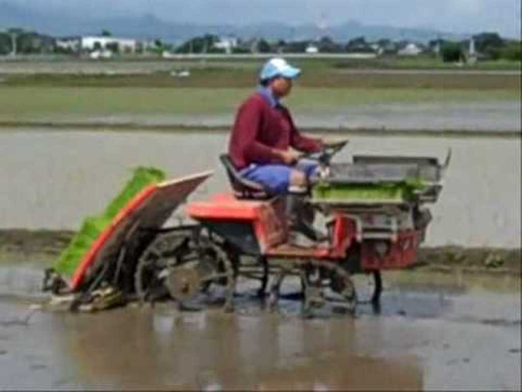 Planting Rice