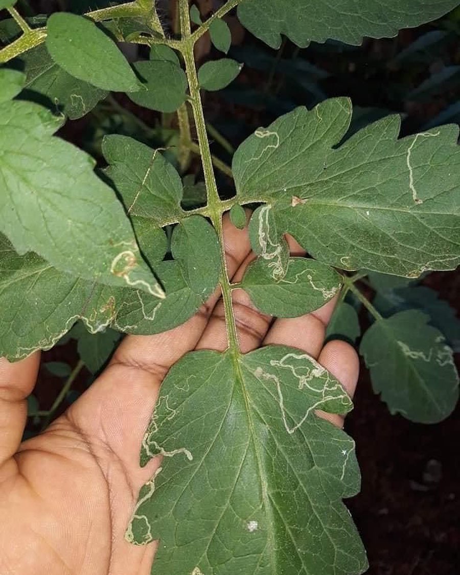 tomato leaf -pest attack