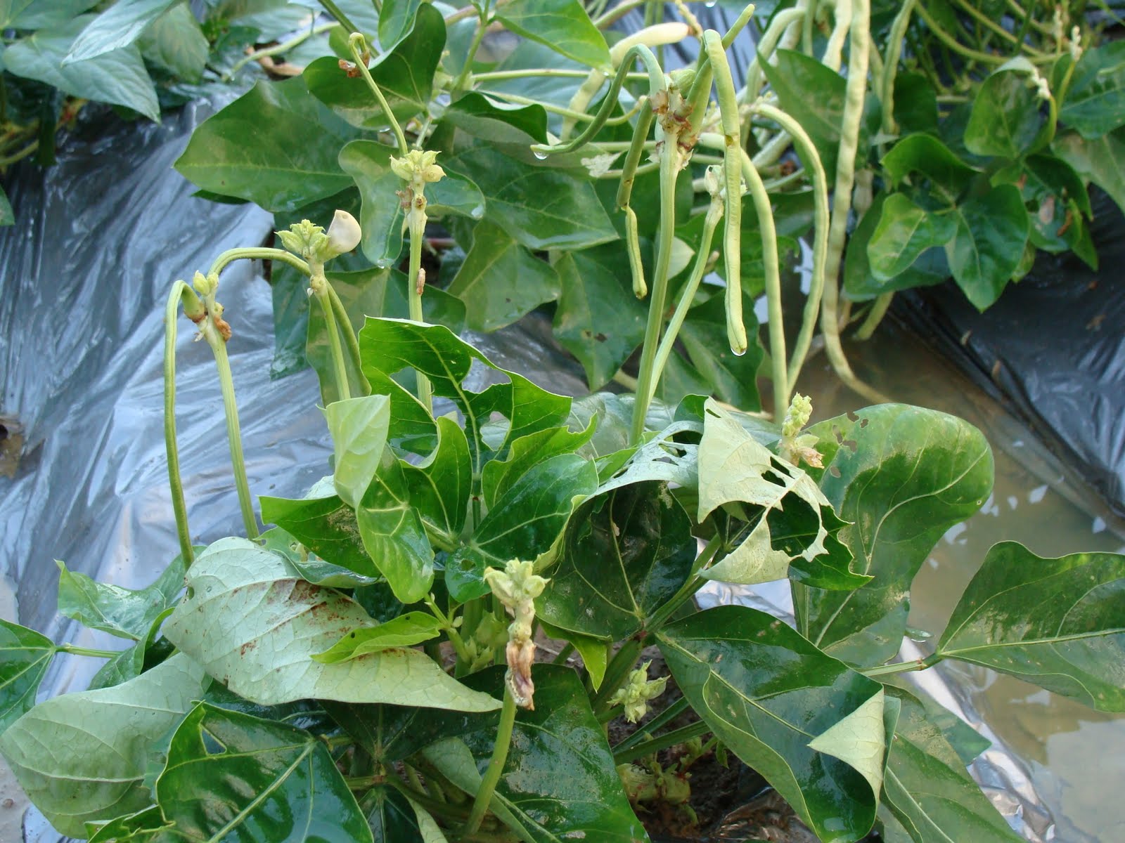 yard long beans leaf പയർ ഇല