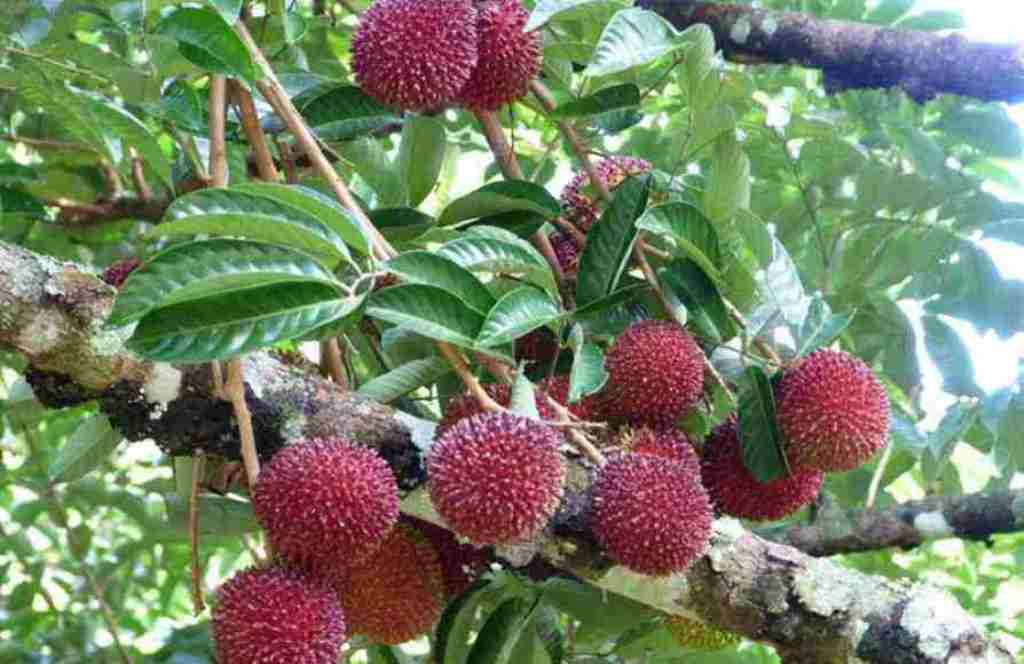 pulasan fruits