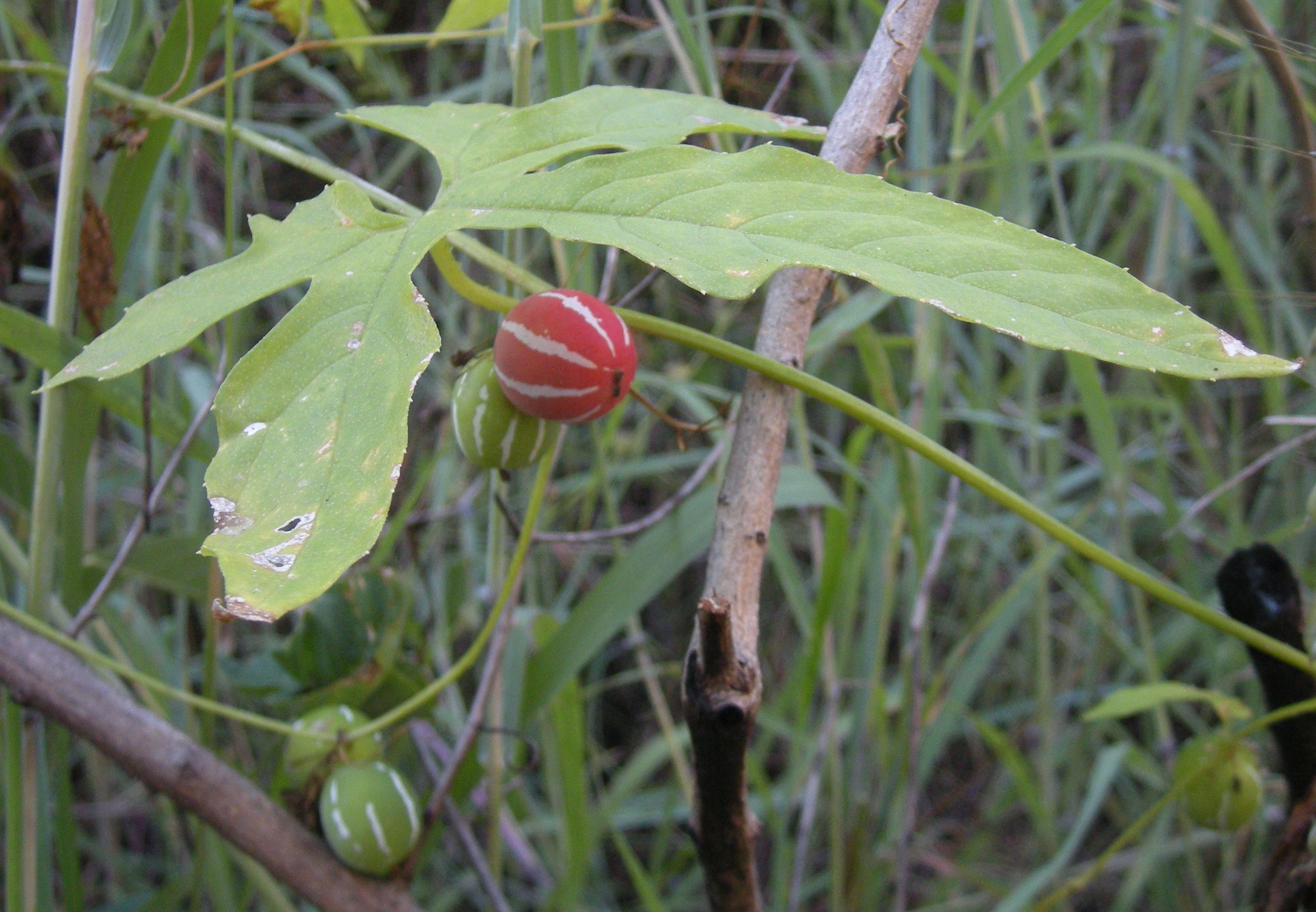 Neyyunni (diplocyclos palmatus) നെയുർണി