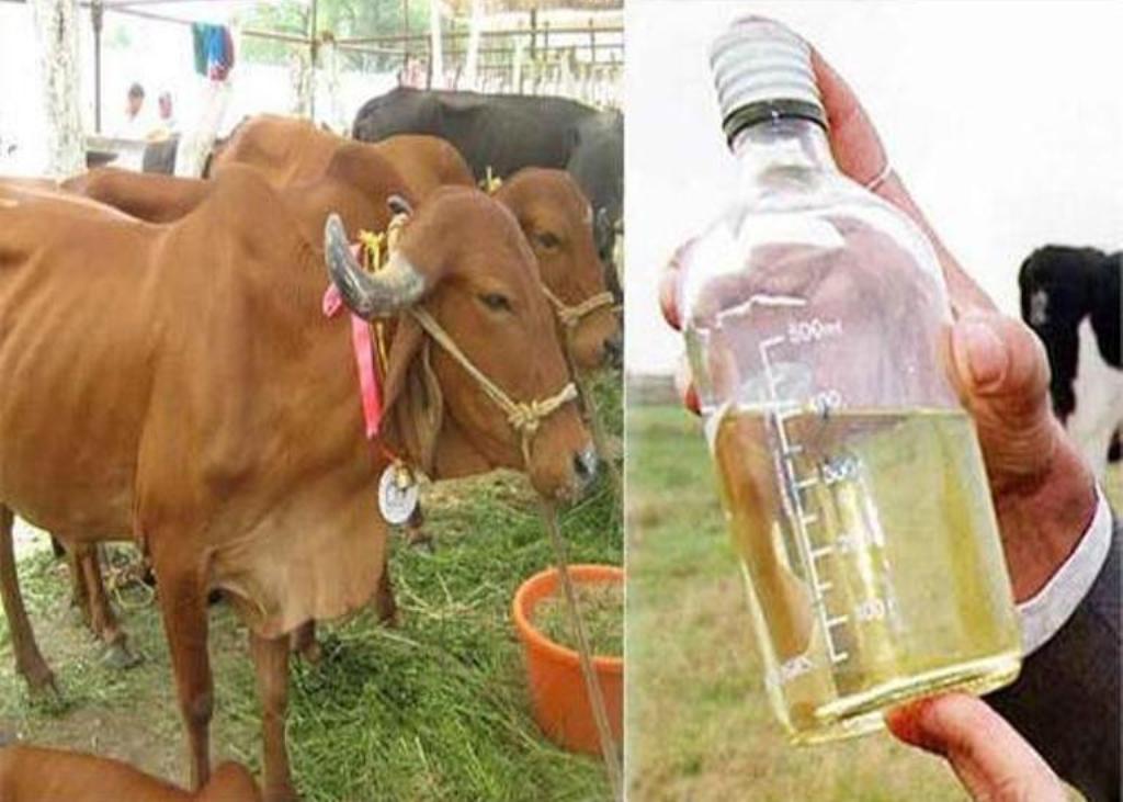 Cow-urine
