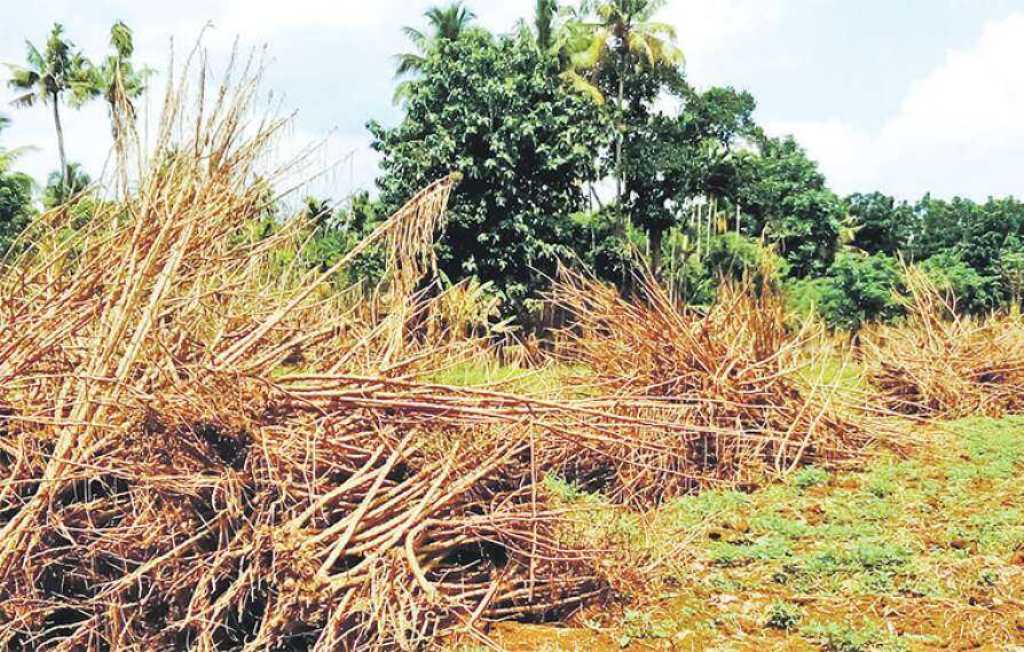 Tapioca farm was destroyed in the flood