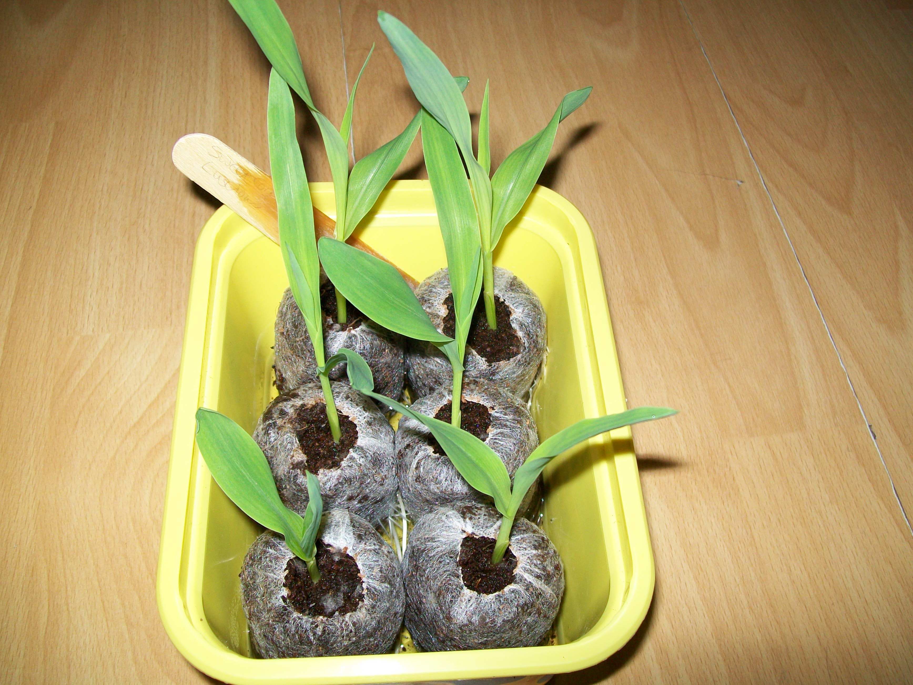 Seedlings from a Peat pellet - ജിഫി പെല്ലറ്റ് ബാഗുകള്‍