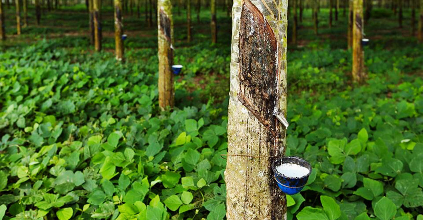 rubber plantation