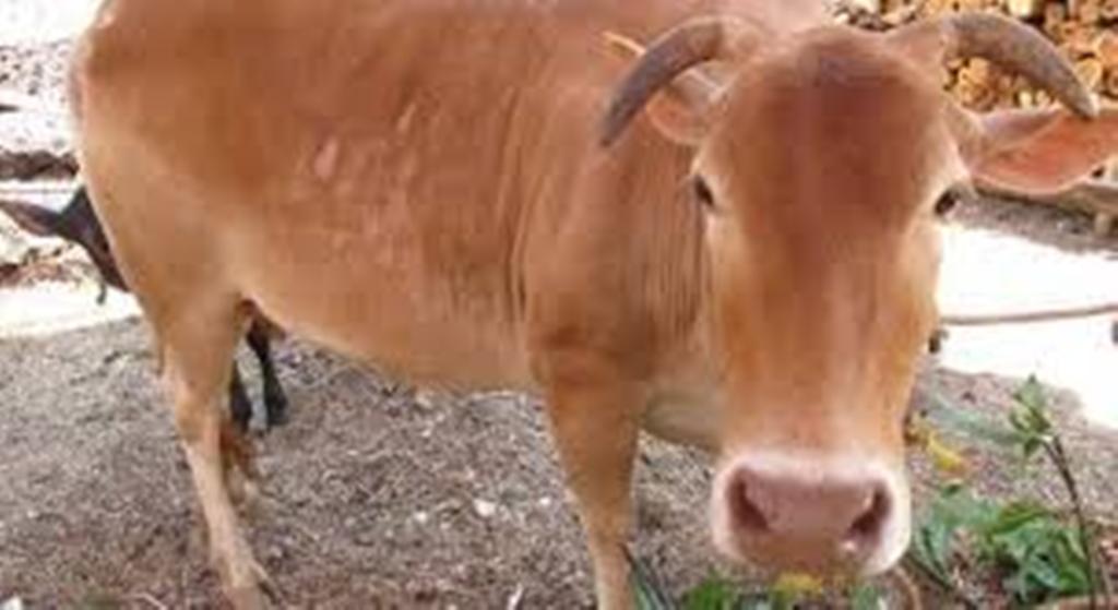 cheruvalli cow