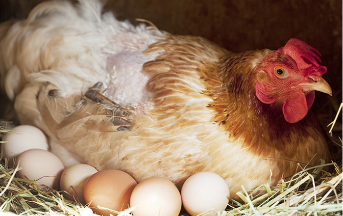 hen hatching eggs