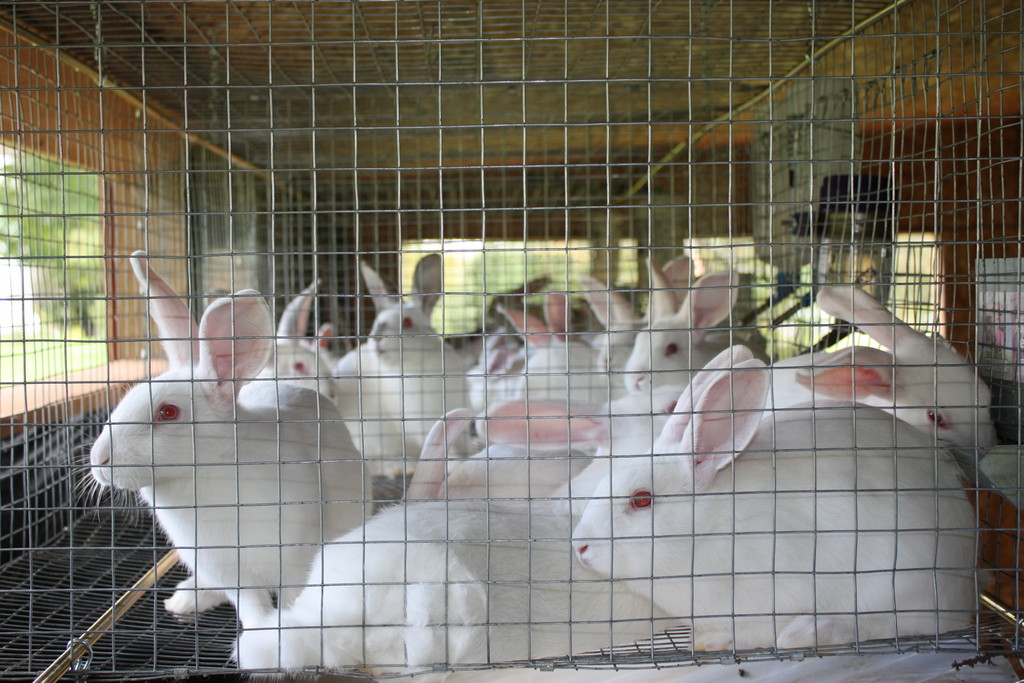 White rabbits in cage