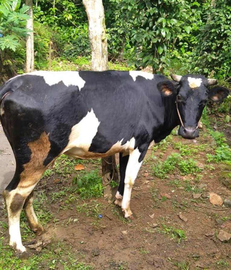 deshi cow