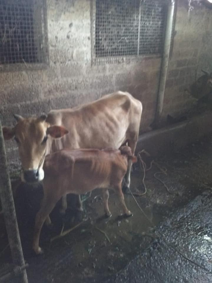 vechur cow and calf