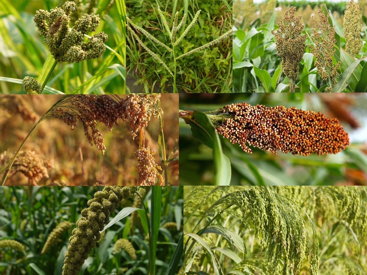 MILLETS - "picture courtesy" :  Green Universe Environmental Services Society (GUESS)