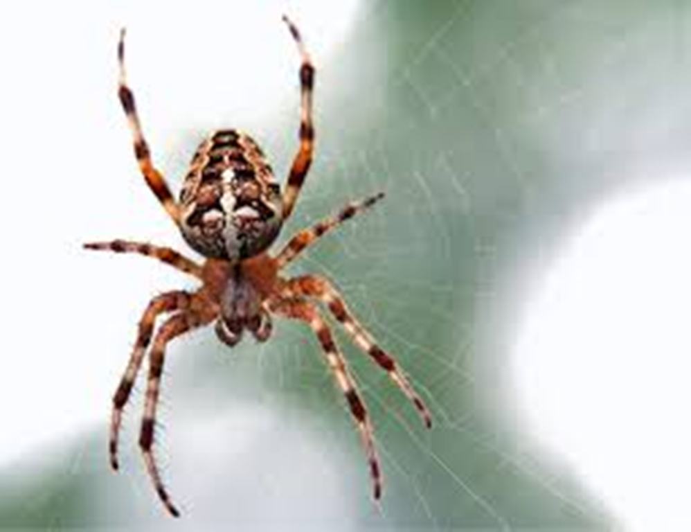 Spider-courtesy-indiamart.com