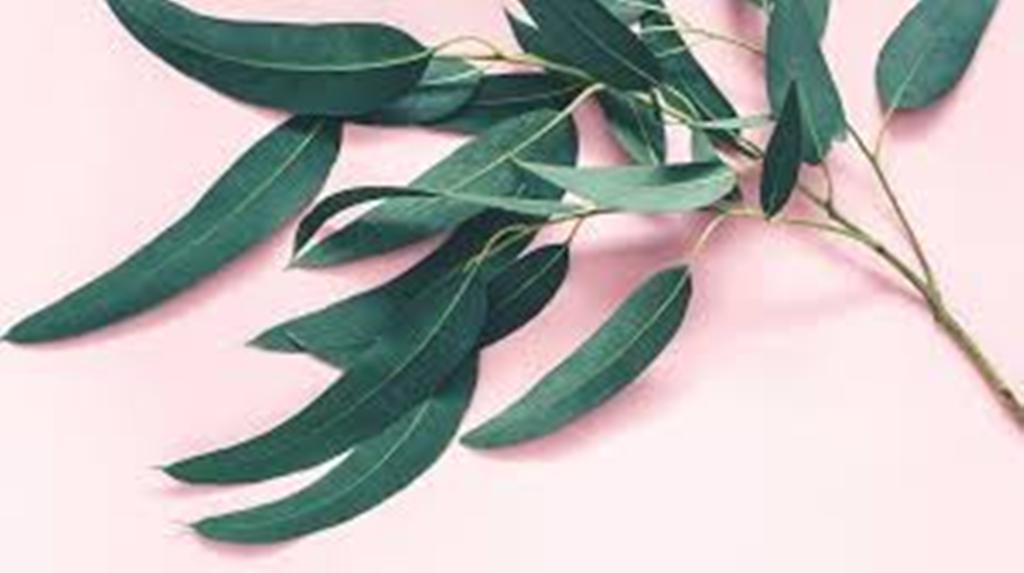 Eucalyptus leaves -healthline.com