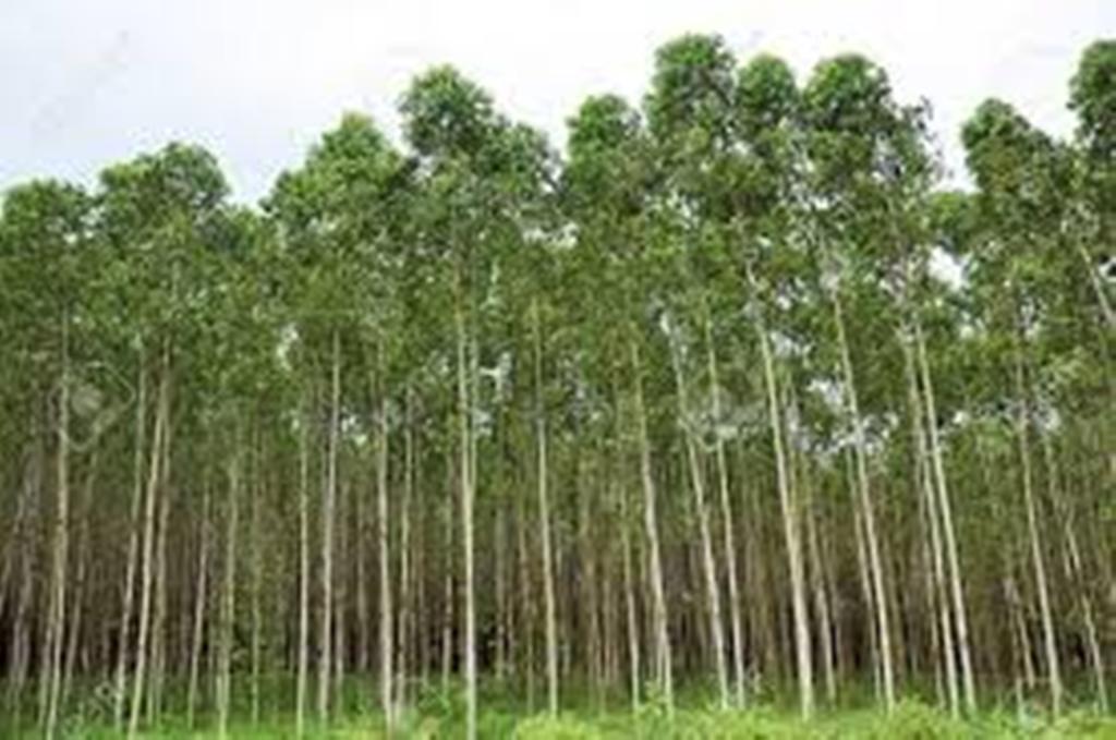 Eucalyptus plantation-Courtesy-indiamart.com