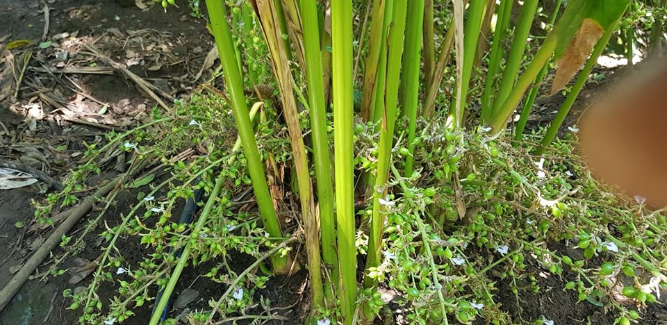 cardamom plant