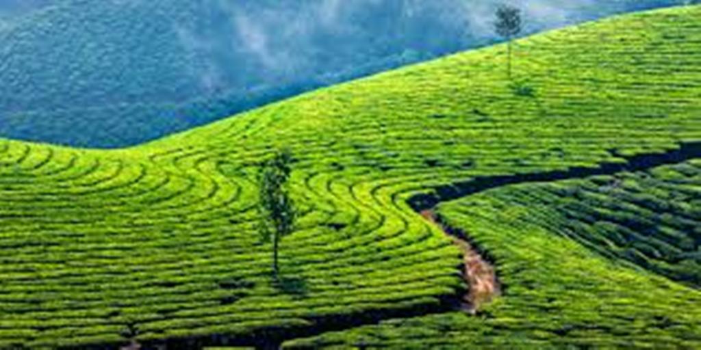 Tea plantation-courtesy-chicagoplocyreview.org