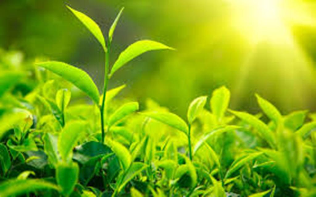 Tea plant-blog.nurserylive.com