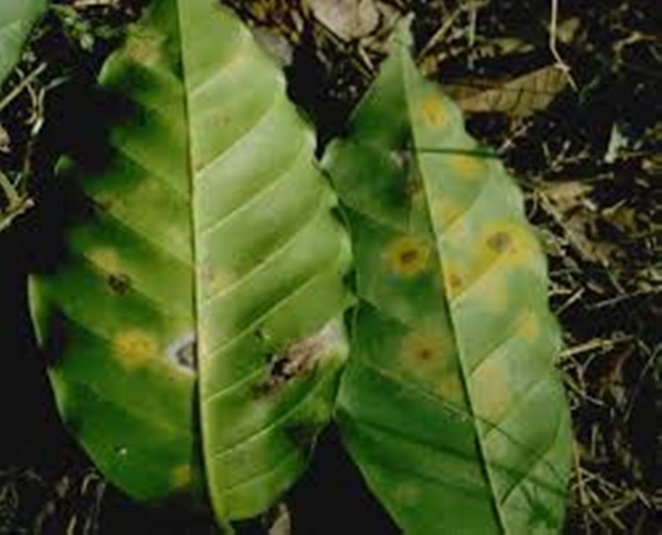 Leaf disease- en.wikipedia.org