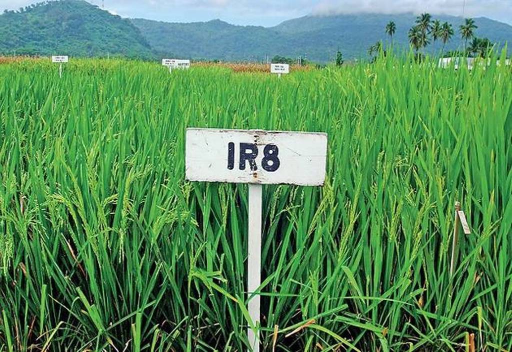 IR 8 Rice- Courtesy- tamil.krishijagran.com