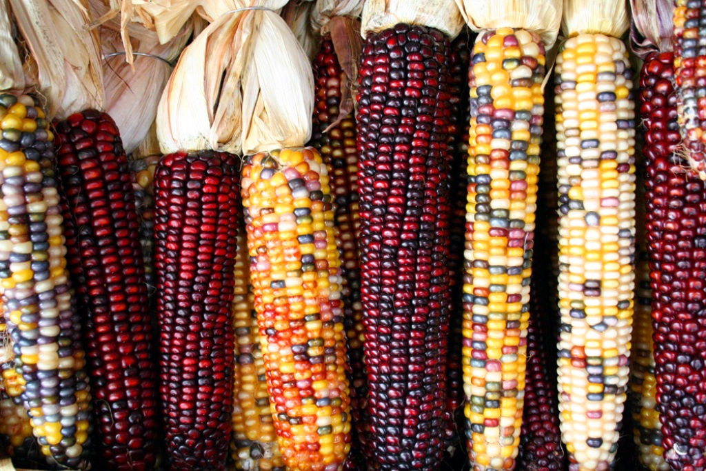 varieties of Indian corn-courtesy-en.wikipedia.org