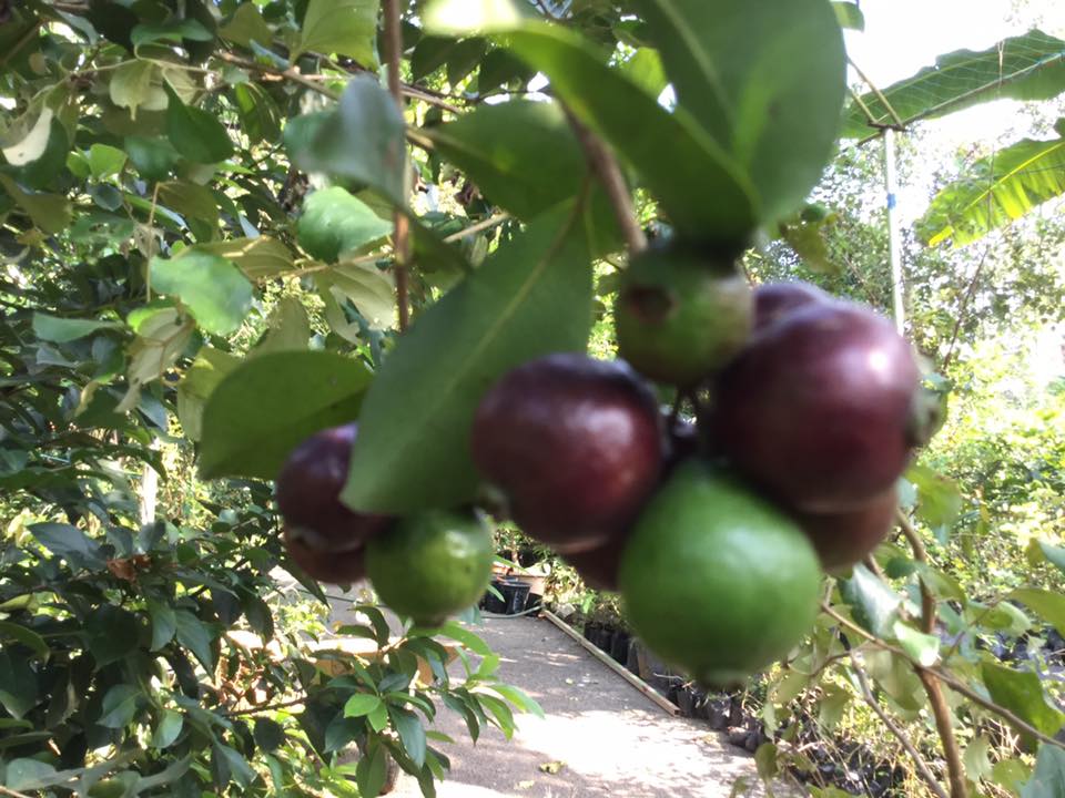 purple forest guava