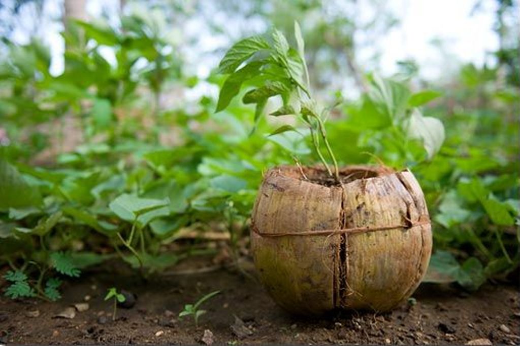 Coconut shell for farming