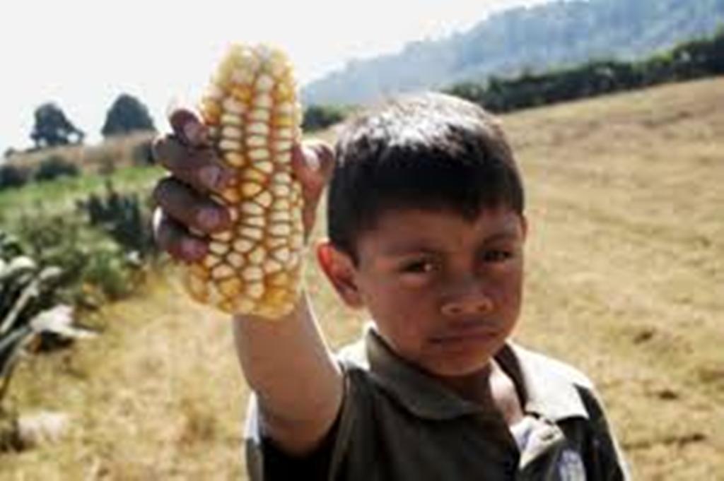 Mexican Maize story- etcgroup.org