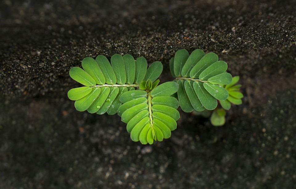 Tamrind leaf