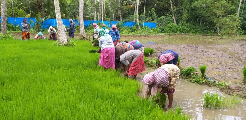 Women's group to harvest paddy