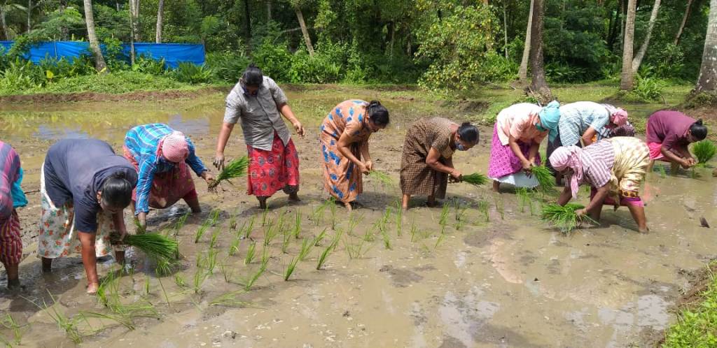 women group in paddy field